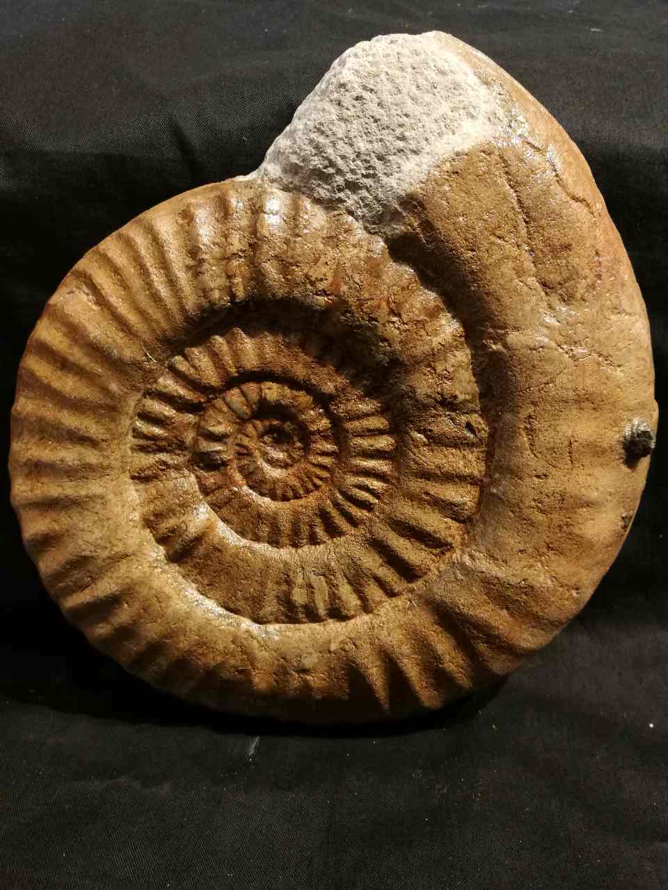 Ammonite Perisphinctes Goat Horn Ammonite Fossil 24 Grams CY-2089 
