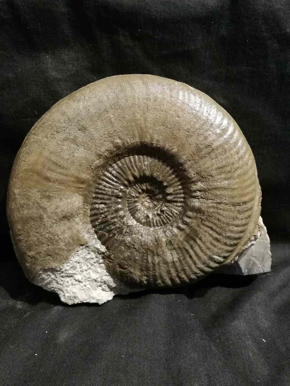 Ammonite Perisphinctes Goat Horn Ammonite Fossil 24 Grams CY-2089 