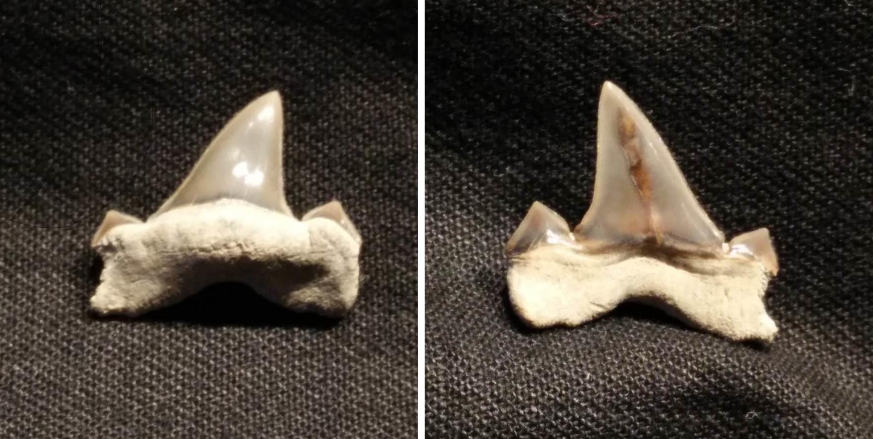 5x Versteinerte Haizähne 1,8-3 cm alter ca 40-70 Mio JahreFossil Shark teeth 