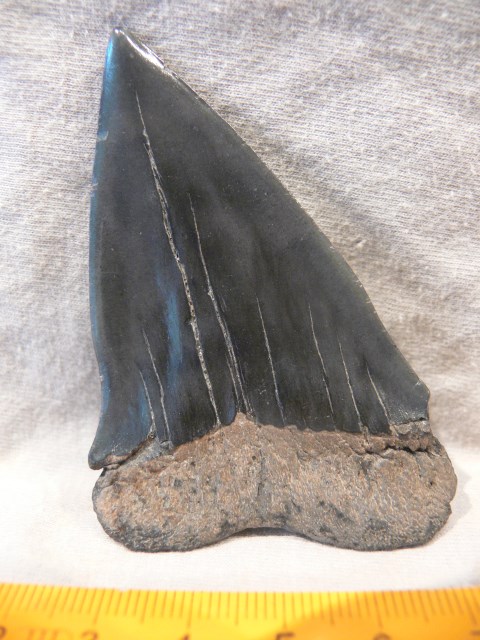 10x Versteinerte Haizähne 2-3 cm alter ca 40-70 Mio JahreFossil Shark teeth 
