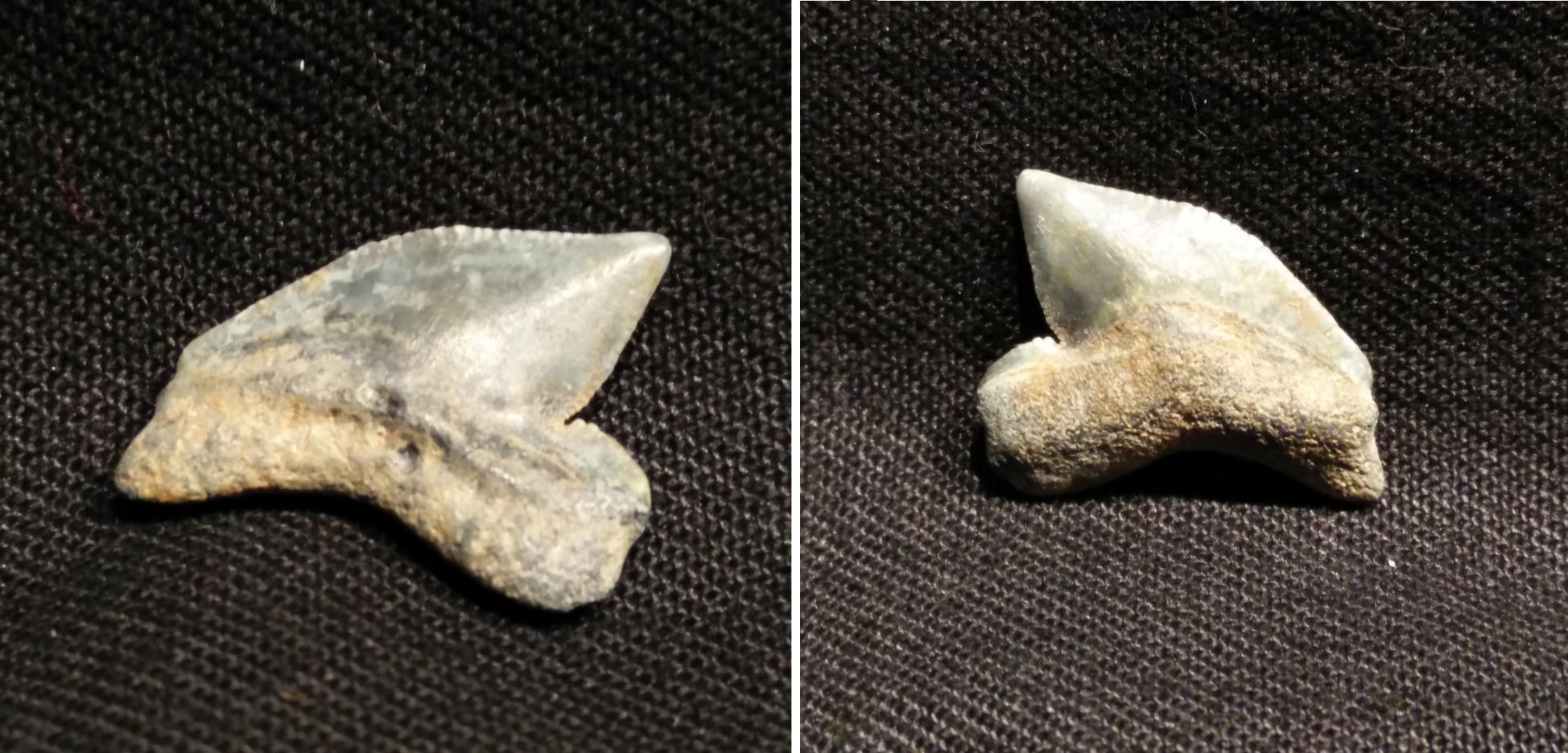 JahreFossil Shark teeth 10x Versteinerte Haizähne 2-3 cm alter ca 40-70 Mio 