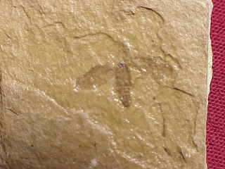 011insect.jpg (10306 bytes)