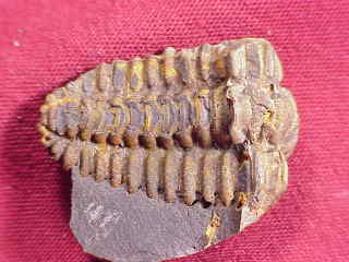 634placoparia.jpg (11728 bytes)