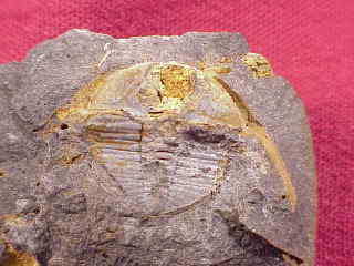644trinueleoides.jpg (11340 bytes)