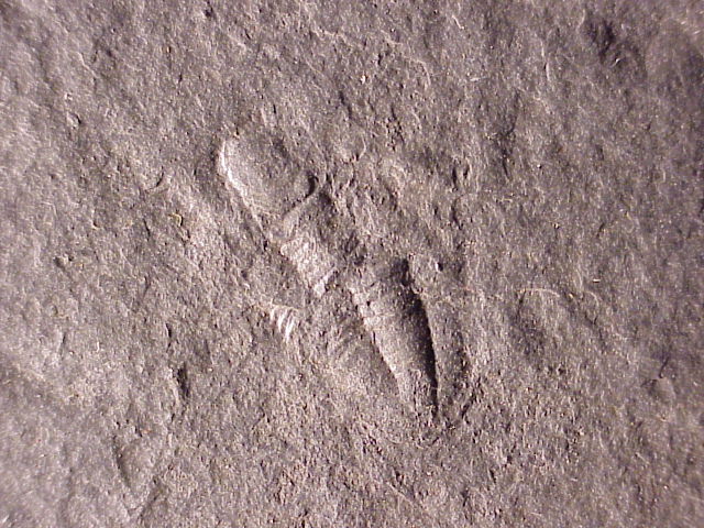 781new.jpg (105796 bytes)